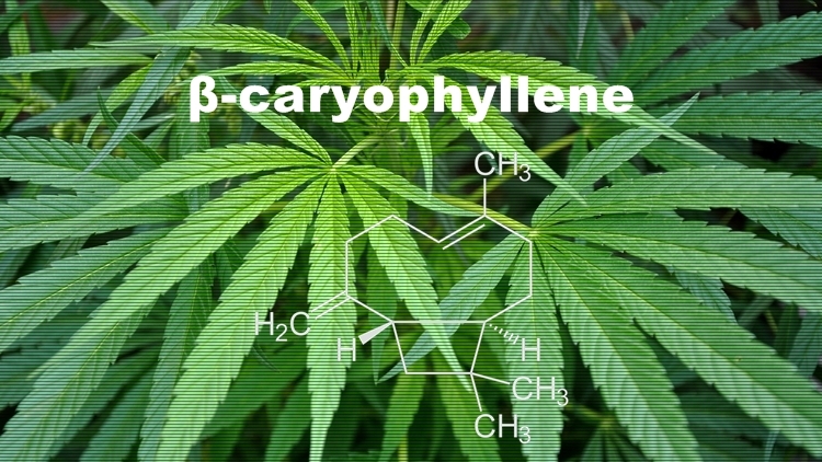 大麻草に含まれる「β（ベータ）カリオフィレン」の特徴と香りが及ぼす効能