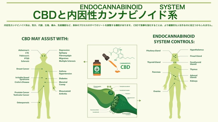 cbd_and_endocannabinoid