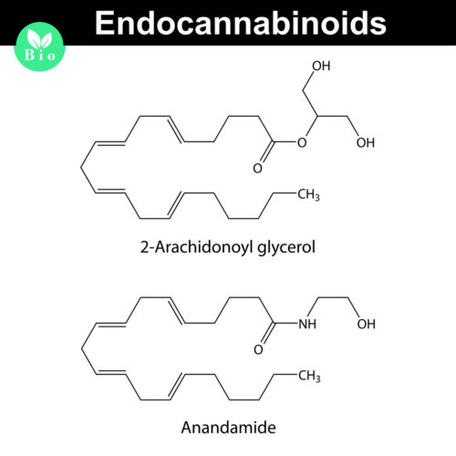 endo cannabinoid