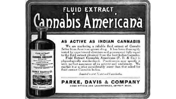 Cannabis Americanaの広告