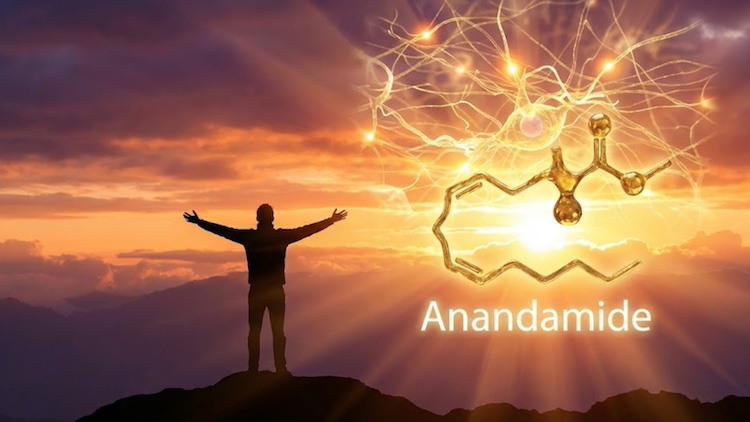 アナンダミド