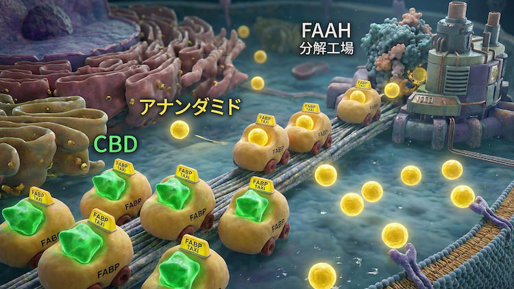 CBDが分解を防ぐ